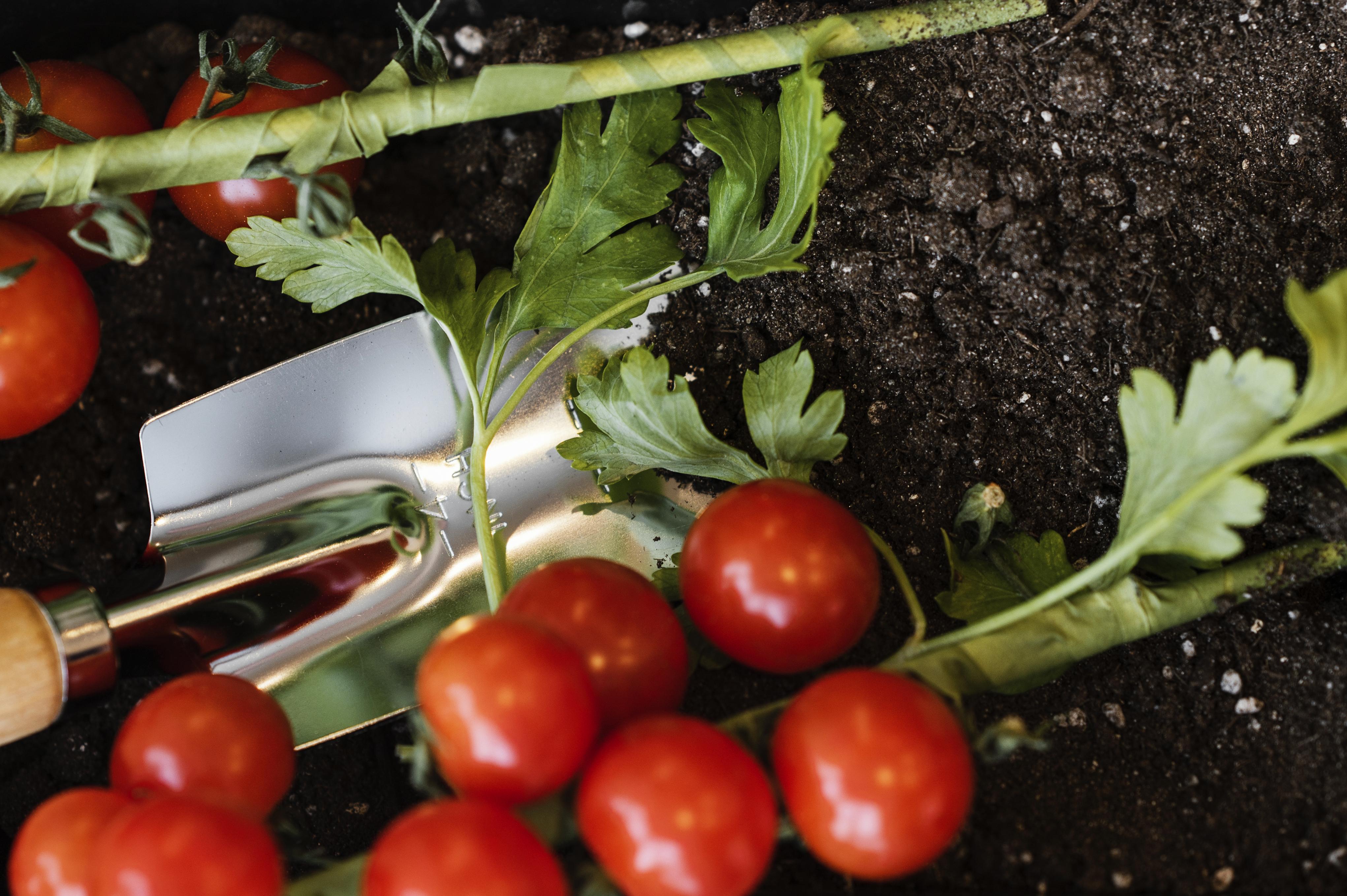 Tomaten mit Gartenwerkzeug von oben