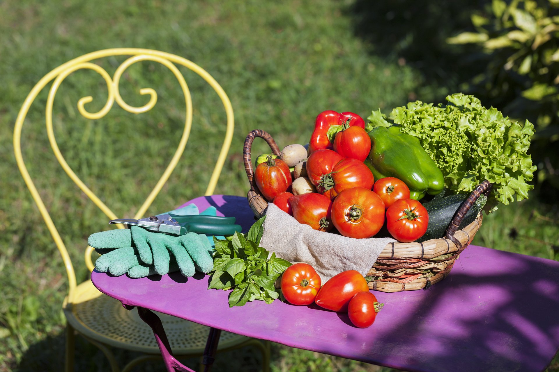 Gemüse im Garten unter Sonnenlicht